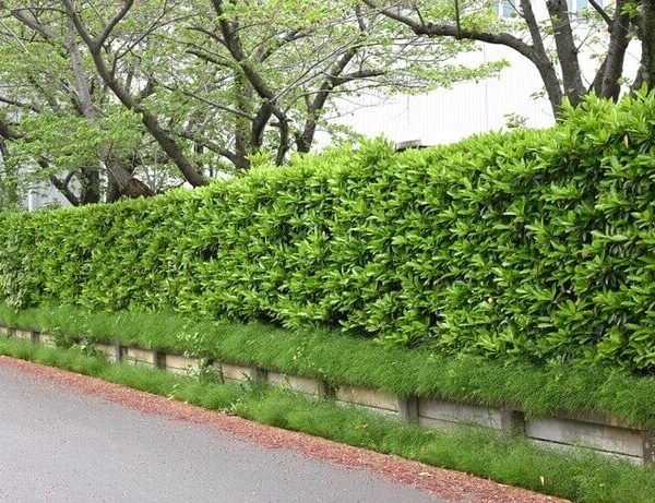 Viburnum 'Dense Fence™'