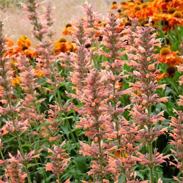 A cluster of Agastache orange flowers upright blooming in a garden
