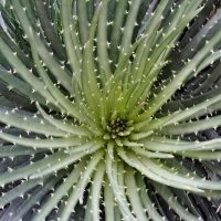 Spider Aloe spinosissima foliage close up bright green