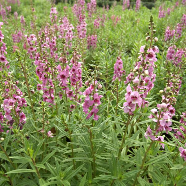 A field of pink Angelonia angustifoliaArchangel™ pink cottage flowering blooming in garden