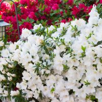 azalea satsuki hybrid gumpo petunia white flowering masses of white blooms in a garden bed as a low border