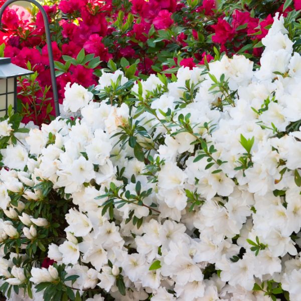 azalea satsuki hybrid gumpo petunia white flowering masses of white blooms in a garden bed as a low border