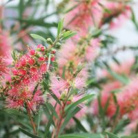 Pink bottlebrush flowers and green leaves mingle on a bush, with blooms in focus and others softly blurred—a delicate scene reminiscent of the textures found in Pimelea 'Round Leaf Rice Flower' foliage.