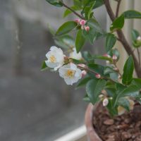 A white Camellia 'Transnokoensis' 6" Pot on a window sill.