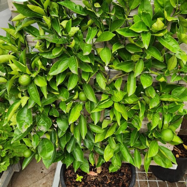 Citrus sinensis Orange Valencia fruit weaved onto lattice Espaliered fruiting espalier in black pot