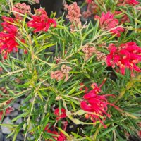 australian native grevillea bright red orange flame spider like flowers, Legacy Flame grevillea bush