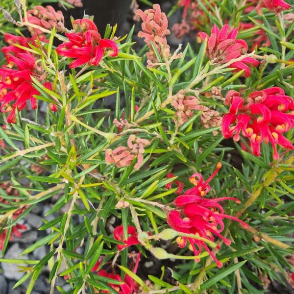 australian native grevillea bright red orange flame spider like flowers, Legacy Flame grevillea bush