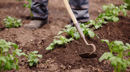 A person is excavating the soil using a shovel in a modern garden.