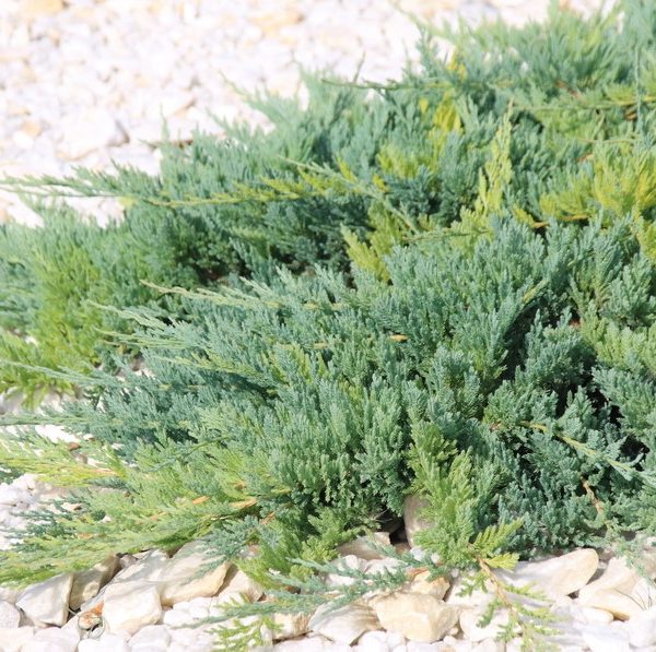 Juniperus squamata prostrata syn. pingii - green grouncover conifer crawling along white rocks