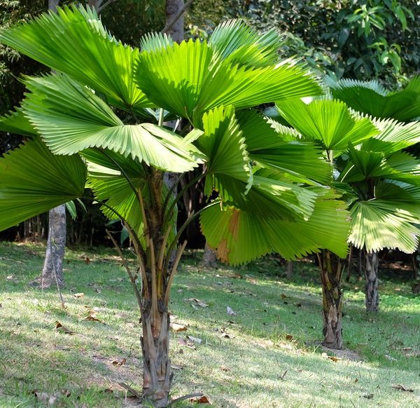 A group of palm trees in a park. licuala elegans fan palm australian fan palm with beautiful large bright green fan shaped leaves tropical palms
