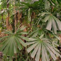 Licuala ramsayi Australian native fan palm growing in tropical rainforest australia