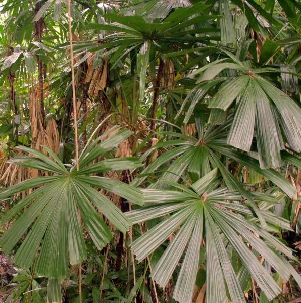Licuala ramsayi Australian native fan palm growing in tropical rainforest australia