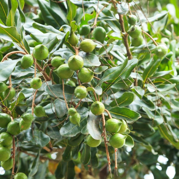 A Macadamia Nut 'Beaumont' tree with green fruits hanging from it
