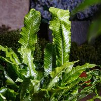 lushious green foliage fern growing upright in a garden. Microsorum Crocodyllus Crocodile Fern. Snakeskin foliage lime green