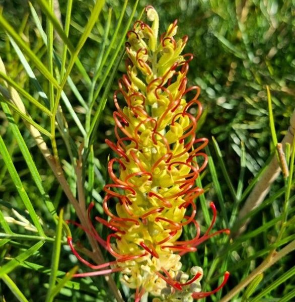 Grevillea 'Outback Sunrise' 6" Pot, a yellow flower with red stems, is growing in a bush.