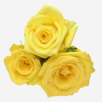 Three Rose 'Scentifall® Lemon Frosting' roses on a white background.