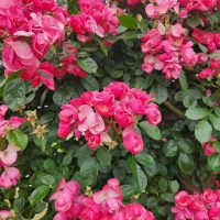 Rose 'Angela' Bush Form in the garden blooms with pink roses.
