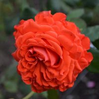 rosa floribunda Angelique orange rose