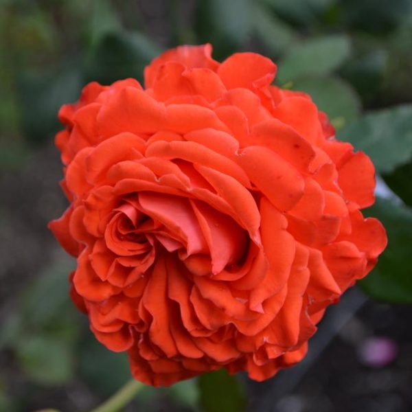 rosa floribunda Angelique orange rose