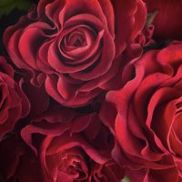 A group of Rose 'Showpiece™' Berry Bush Form.