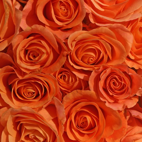 A close up of orange roses in a vase, creating a beautiful Rose 'Showpiece™' Orange Bush Form.