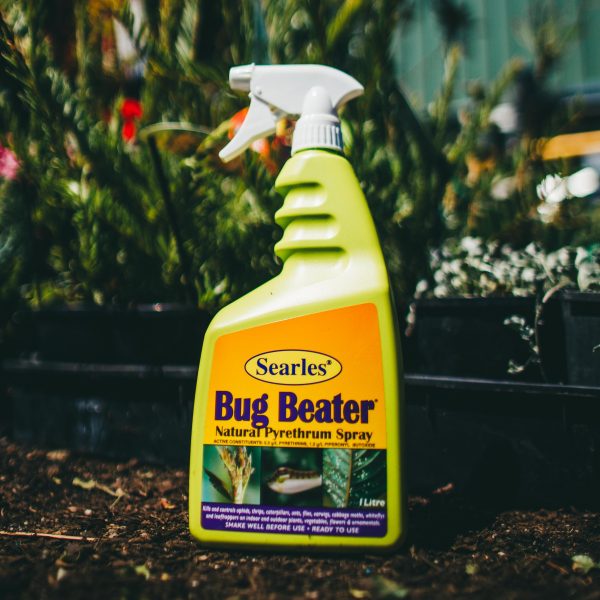 SEARLES BUG BEATER NATURAL PYRETHRUM SPRAY FOR PLANTS IN GARDEN IN A YELLOW BOTTLE
