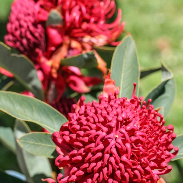 A Telopea speciosissima Corroboree Waratah flowers, both in vibrant shades of red or hot pink, astralian native