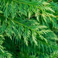 thuja plicata conifer zebrina green soft foliage with variegated creamy white stripes