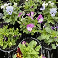 Several Viola 'Mix' 4" Pots on a table, making for a colorful display.
