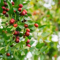 Ziziphus Jujube 'Chico' Chinese Date Red Date indian chinese date with sour red fruits