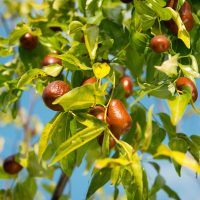 Ziziphus Jujube 'Tigertooth' Chinese Date indian date tree enlongated sour fruit