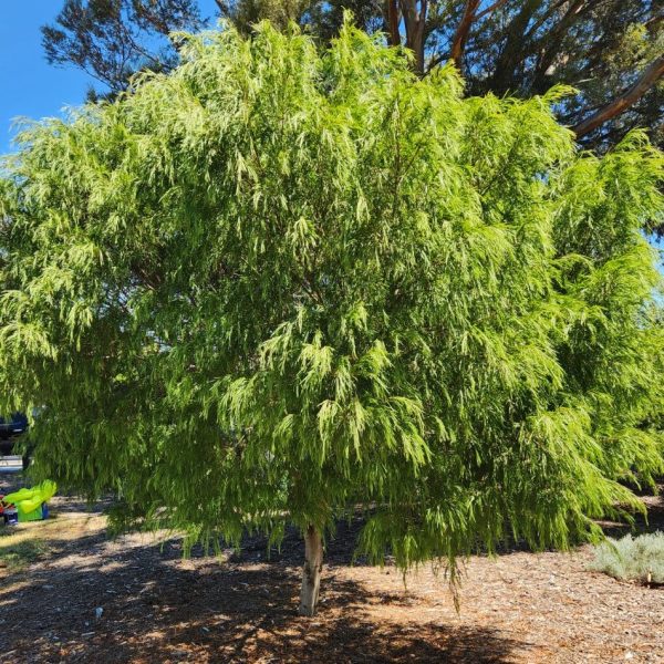 acacia cognata Narrow Leaf Bower Wattle Tree in a park melbourne australia