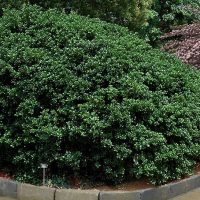 A Osmanthus 'Tea Olive' False Holly 8" Pot, also known as Tea Olive or False Holly, showcases itself as a large shrub in the midst of a garden.