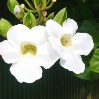 pandorea jasminoides alba white bower vine