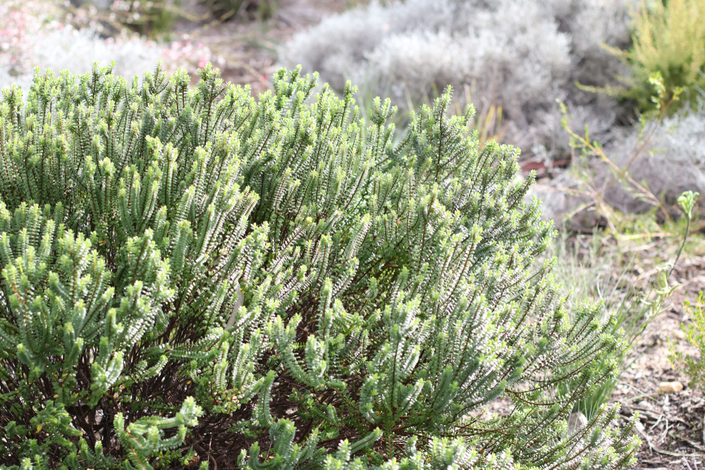 Pimelea 'Round Leaf Rice Flower' is a dense green shrub with small upright stems, featured in a sunlit garden with blurred vegetation in the background.