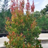australian native hedging plant acmena smithii pencil red lilly pilly upright narrow foliage with green leaves and bright red new growth