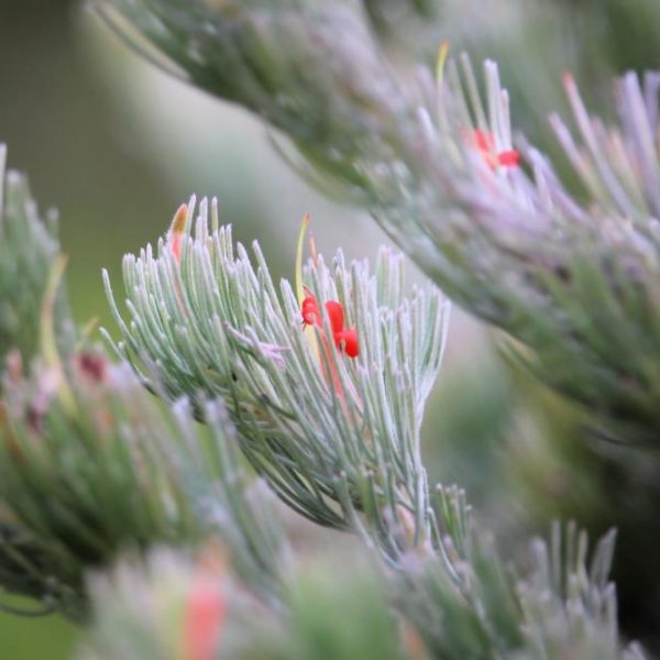 Close-up of Adenanthos 'Lighthouse' Woolly Bush soft delicate needles with small red growths on green and silver grey foliage australian native plant