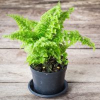 Adiantum 'Valley Mist' Maidenhair Fern 5" Pot on a wooden surface.