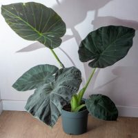 A hybrid of Alocasia Reginula 'Black Velvet' x Alocasia odora Regal Shield Elephant Ears in pot dark matte green leaves