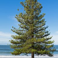 Lone pine tree standing by a sunny beach with clear blue skies in the background. Araucaria norfolk island pine tree