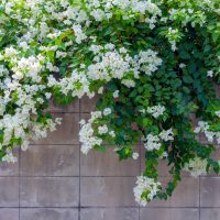 white flowering climber bougainvillea plant with green leaves