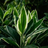 Variegated leaves of Cordyline fruticosa troic frost cabbage palm foliage