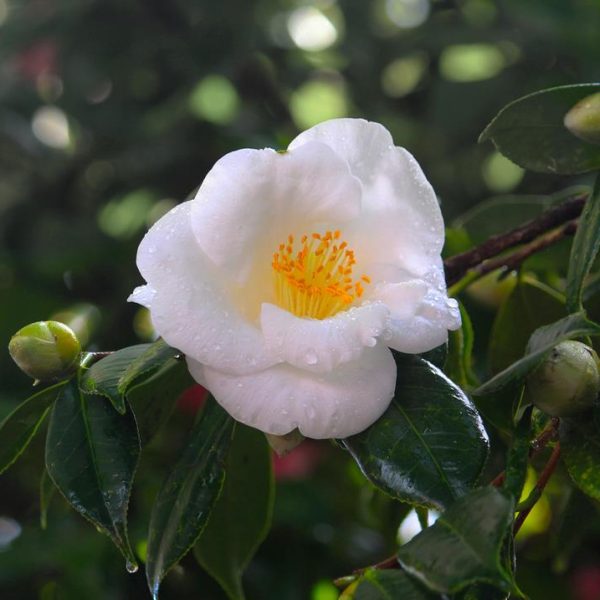 camellia sasanqua starry eyes bright white flowers with yellow centres