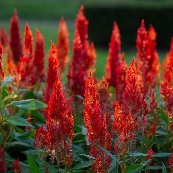 A group of red flowers.
