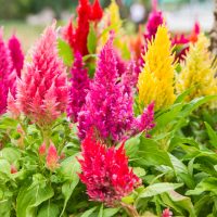 A group of colorful flowers in a pot. celosia mixed fluffy cottage flowers rainbow cockscomb