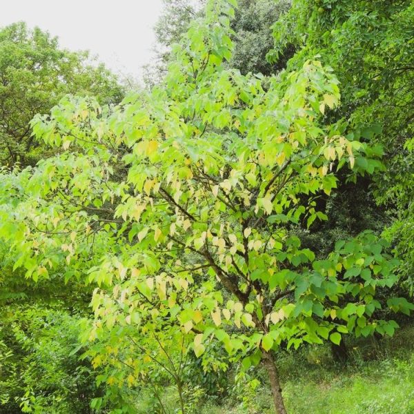 Celtis 'Common Hackberry' Celtis occidentais GREEN UPRIGHT TREE IN THE FOREST