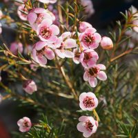 clusters of australian native flowers Chamelaucium uncinatum local hero pbr geraldton wax ivy flowers