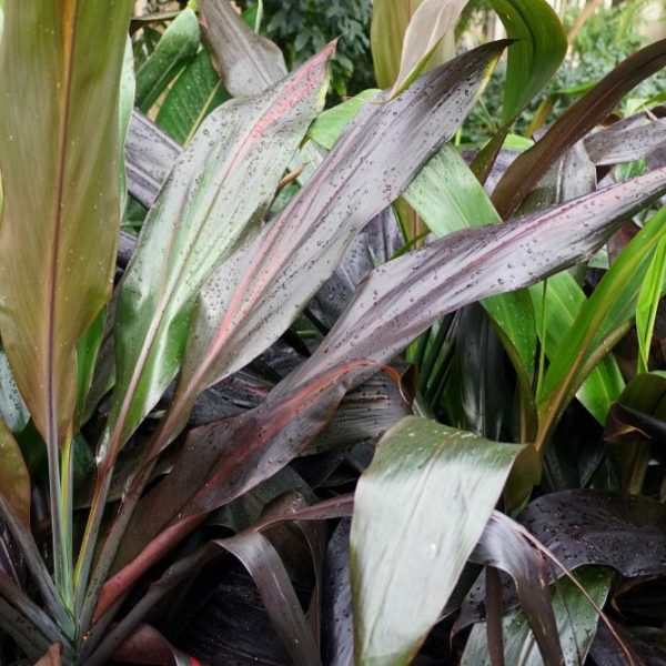 tropical cabbage palm cordyline fruticosa hilo rainbow strappy variegated leaves with deep chocolate purple green and yellow