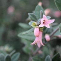 Correa 'Coastal Pink™' 6" Pot blossoms with a soft-focus background. coastal pink correa alba native fuchsia australian native shrub