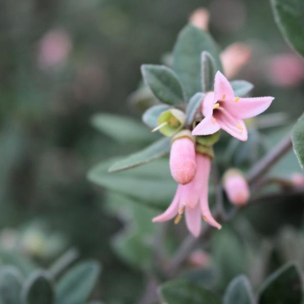 Correa 'Coastal Pink™' 6" Pot blossoms with a soft-focus background. coastal pink correa alba native fuchsia australian native shrub
